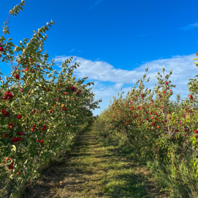 Timberlake Orchard