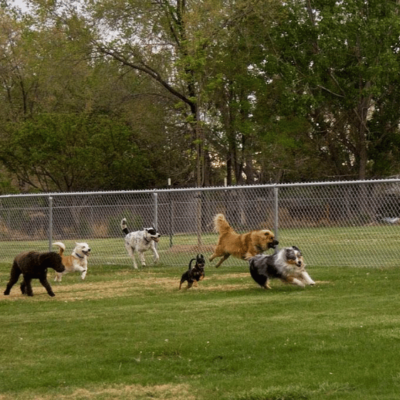 Fairmont Dog Park