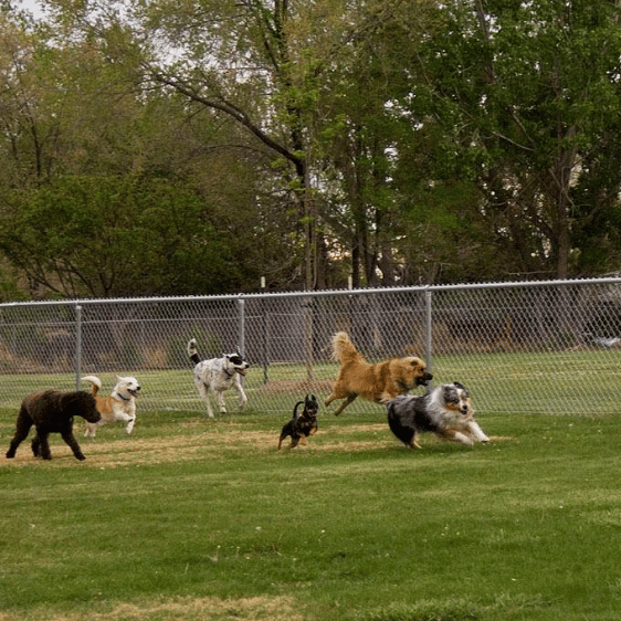 Fairmont Dog Park