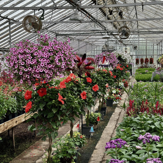 Inside view of Janzen's Greenhouse showing flowers in Fairmont