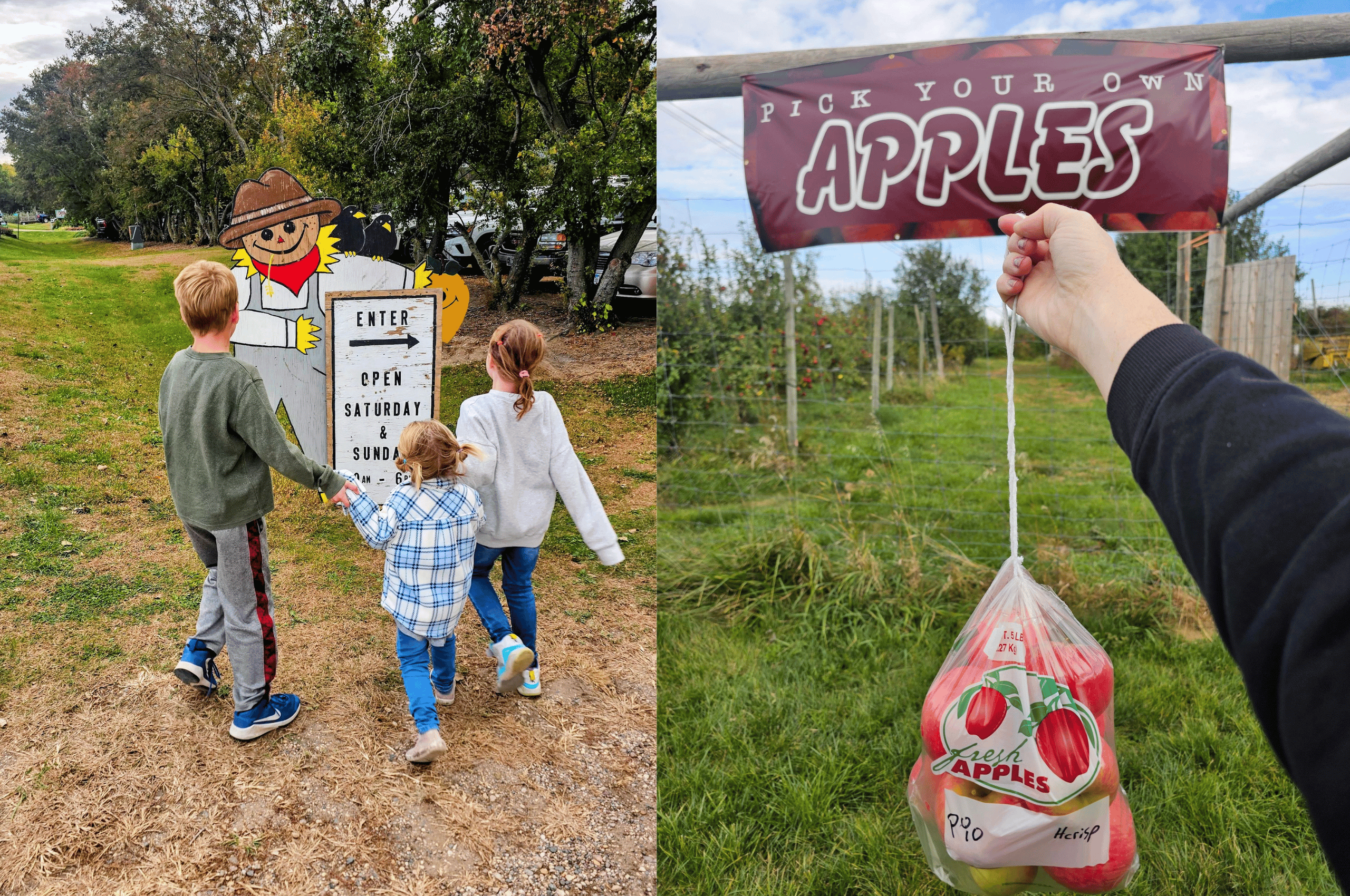 apple orchards in Fairmont