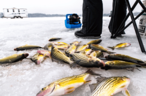 View of fish caught while ice fishing on the Fairmont's Chain of Lakes 