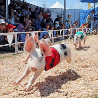 Pig Races in Fairmont Minnesota