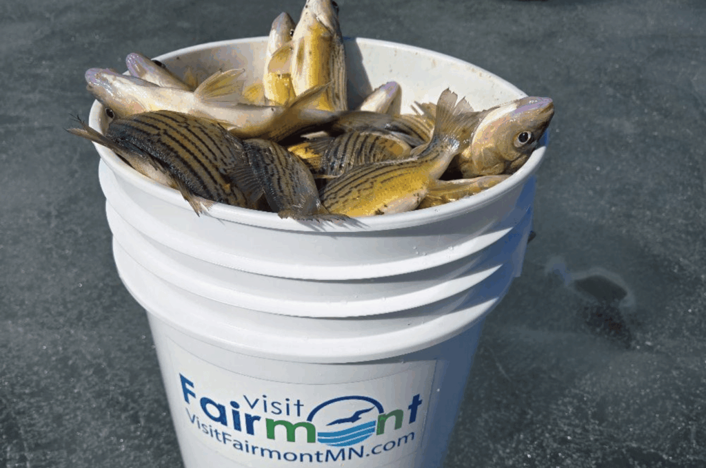 a bucket of yellow bass on fairmonts chain of lakes